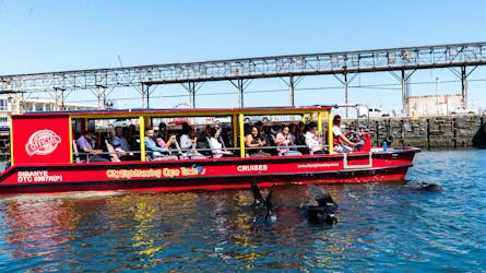 Seal and harbour 30-minute cruise in Cape Town